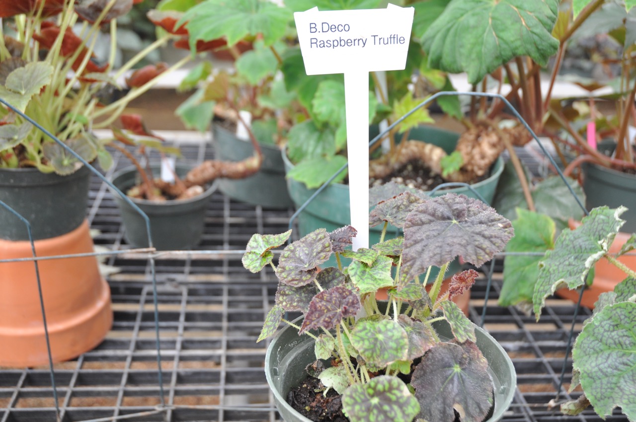 B. ‘Deco Raspberry Truffle’